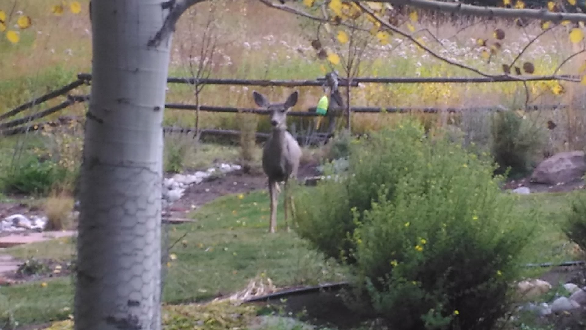 deer-in-yard