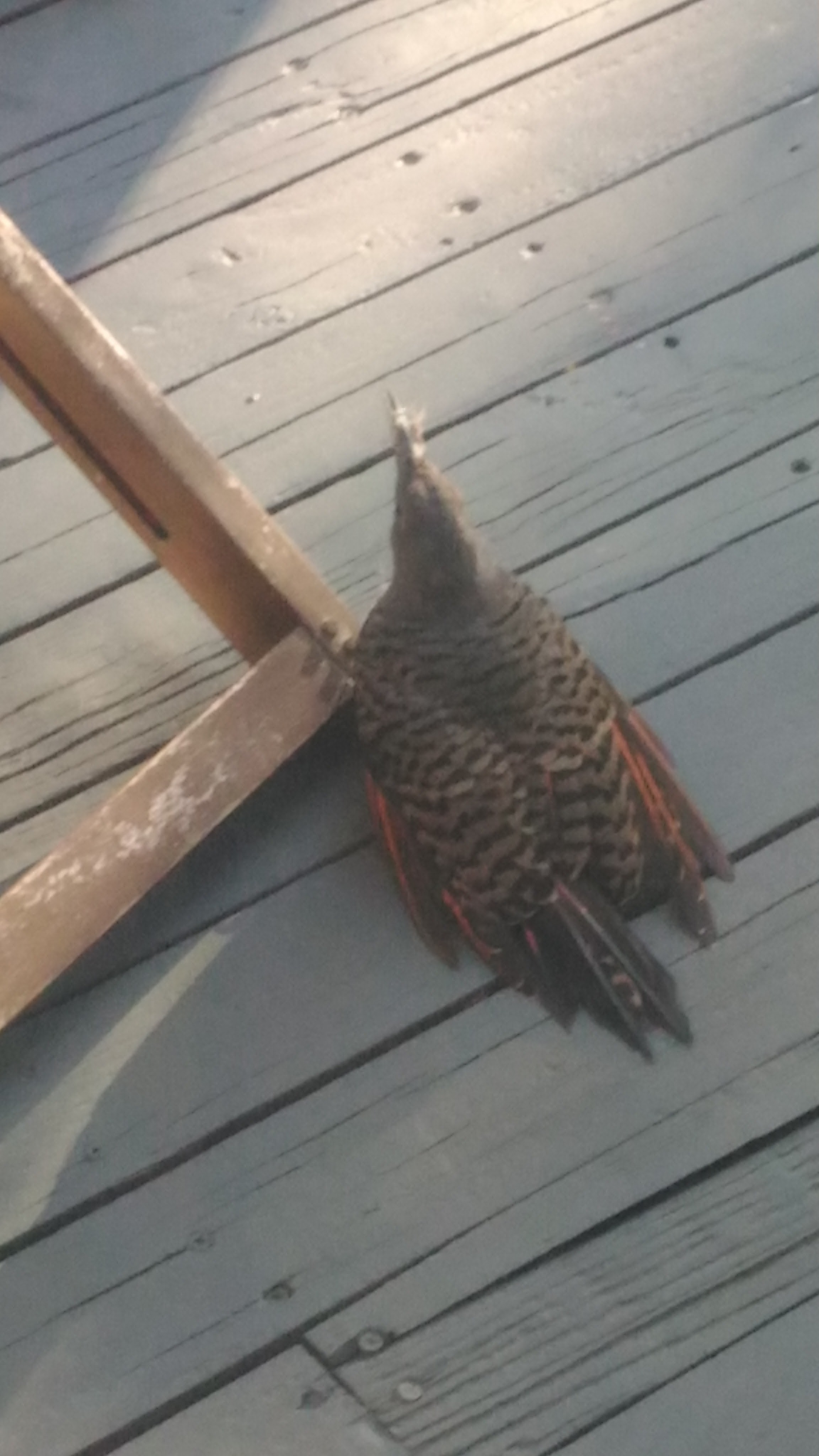 p_20160908_bird-hits-window